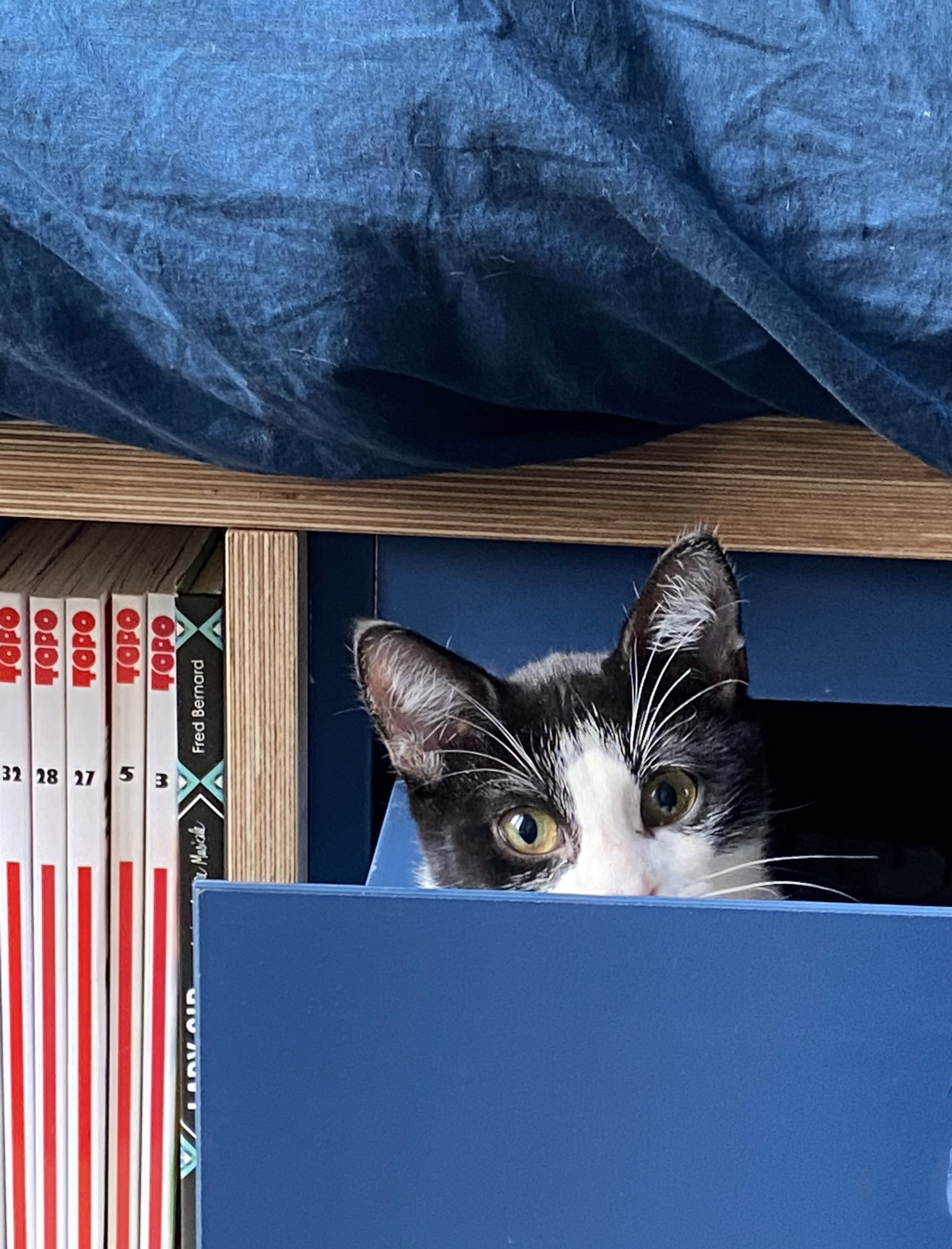 Le chat Cajou dans le tiroir